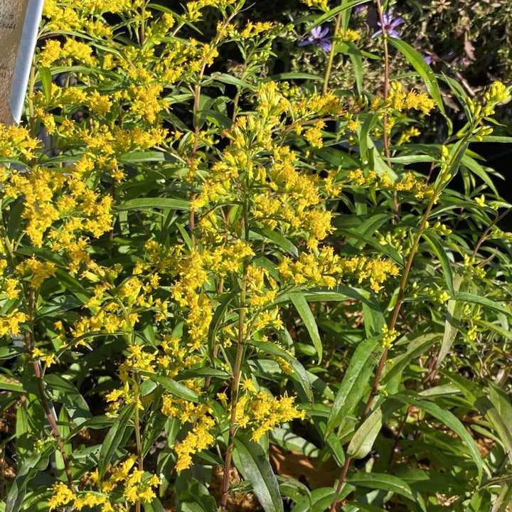 Close-up of yellow Solidago odora (Sweet Goldenrod) flowers in bloom, grown in quart size pots.