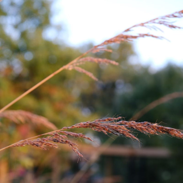 Close-up of Sorghastrum nutans (Indiangrass) seed plumes in autumn.