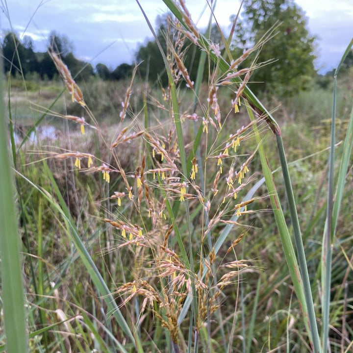 Close-up of Sorghastrum nutans (Indiangrass) with yellow flowers and seeds.