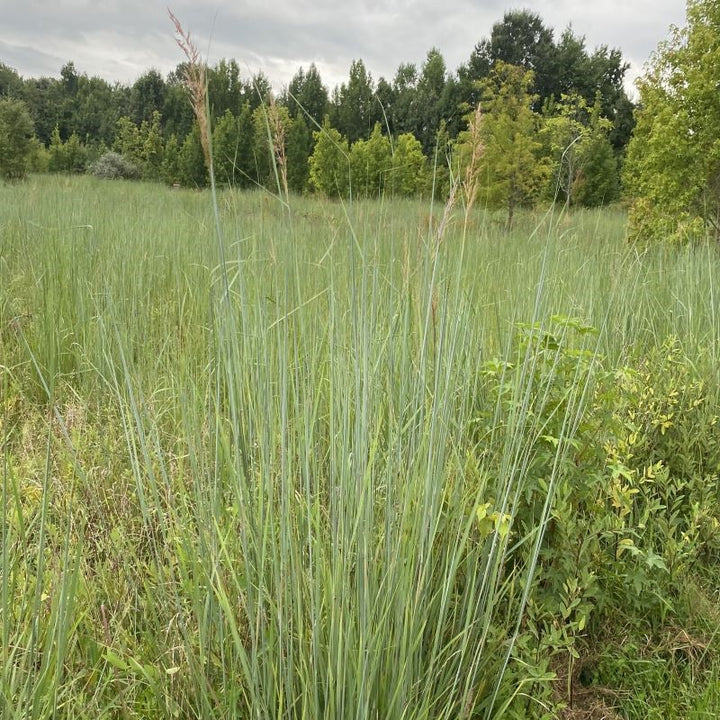 Sorghastrum nutans (Indiangrass) in open field conditions.