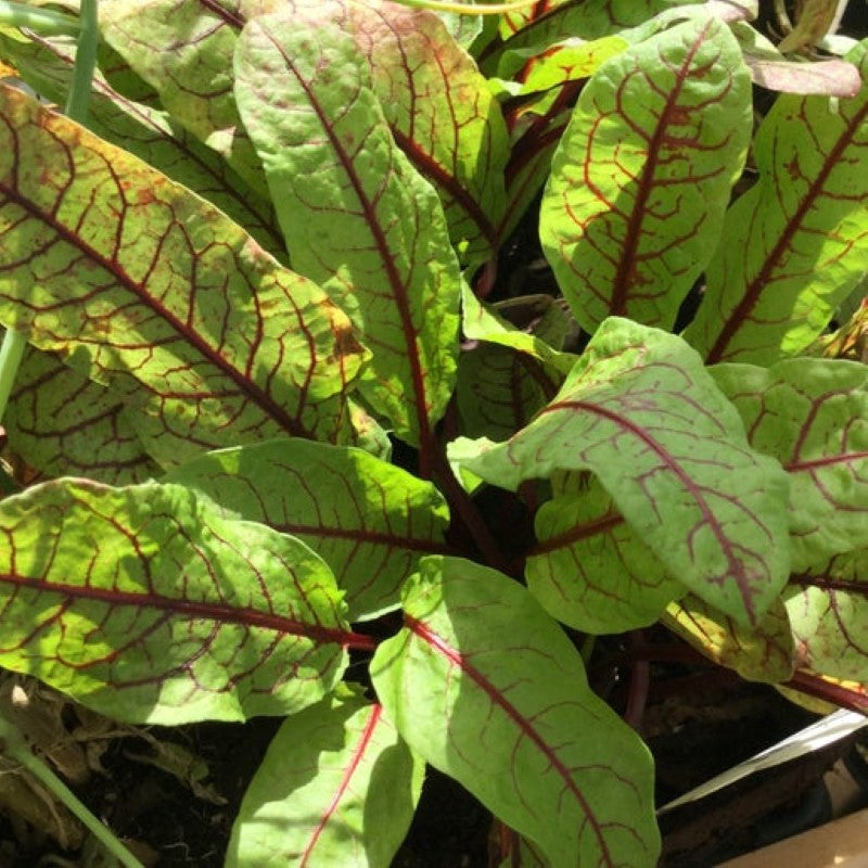 Red-veined sorrel with light green leaves and dark red veins, grown in a 4" pot.