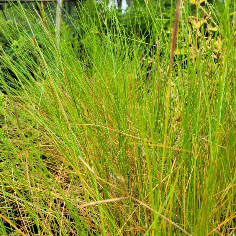 A photo of the thin, wiry foliage of Spartina patens (Saltmeadow Cordgrass)