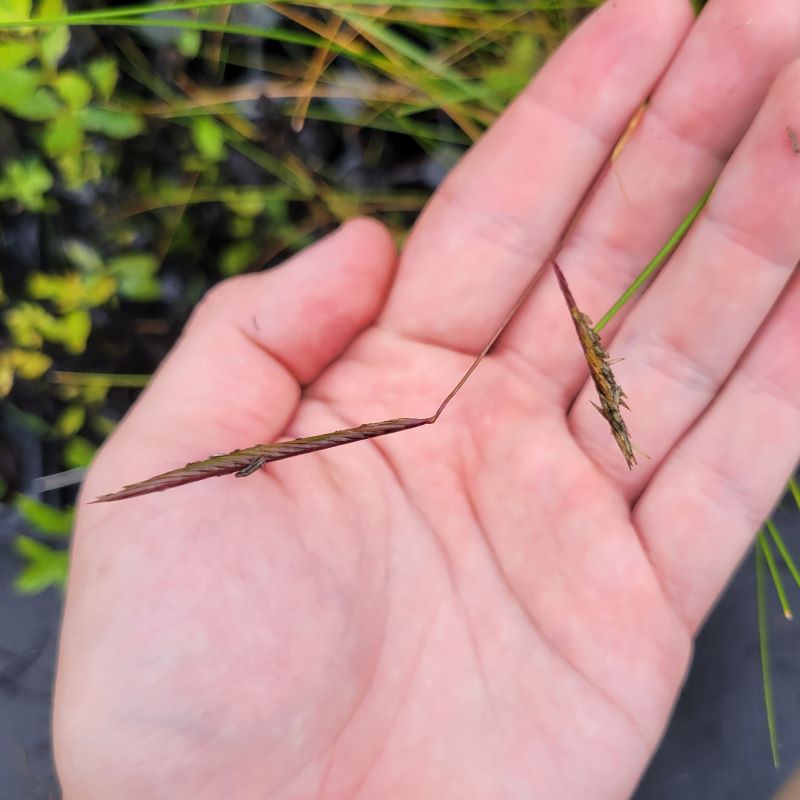 A close-up photo of the brown, narrow seedheads of Spartina patens (Saltmeadow Cordgrass)