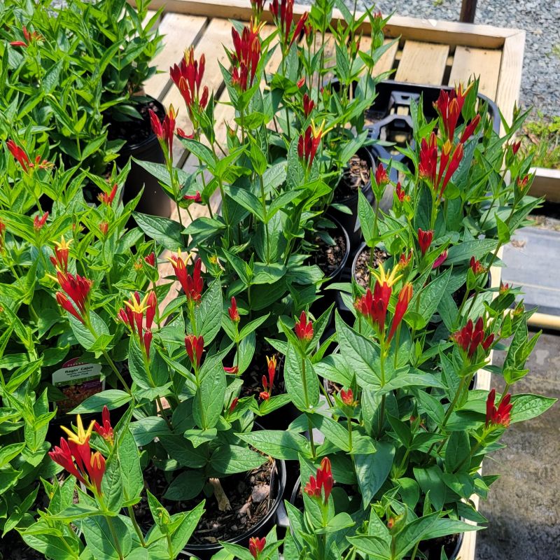 A collection of several small, profusely blooming Spigelia marilanica 'Little Redhead' plants grown in 1-gallon containers