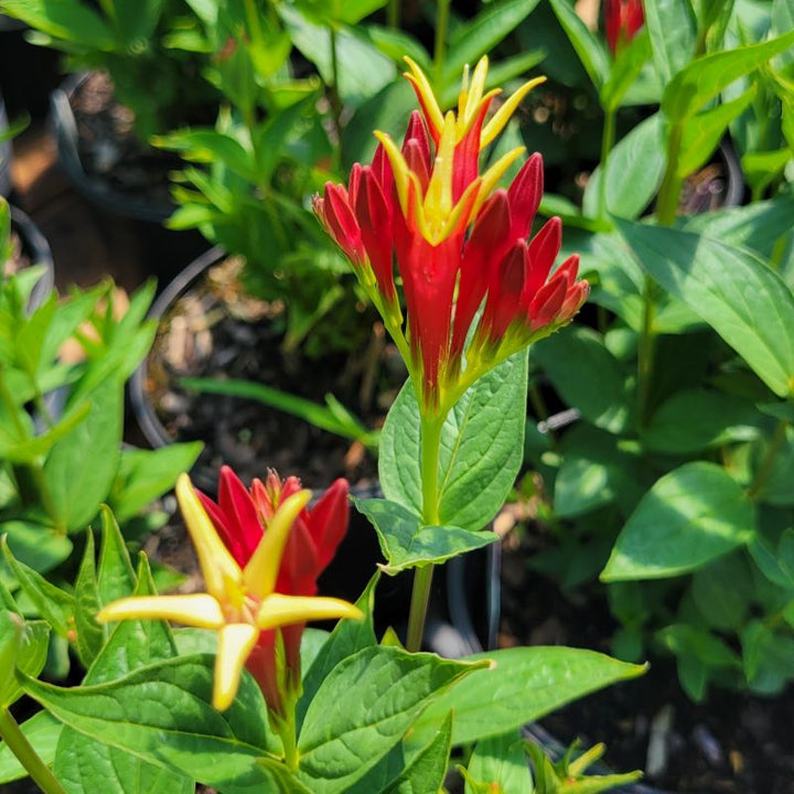 A close-up photo of the unique, striking red and yellow blooms of Spigelia marilandica 'Little Redhead' (Indian Pink)