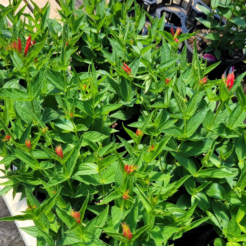 A collection of many mature Spigelia marilandica 'Ragin Cajun' plants (Indian Pink) grown in 1-gallon containers