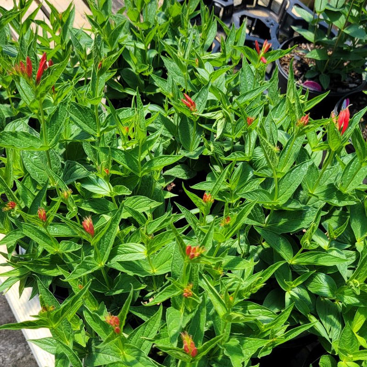 A collection of many mature Spigelia marilandica 'Ragin Cajun' plants (Indian Pink) grown in 1-gallon containers