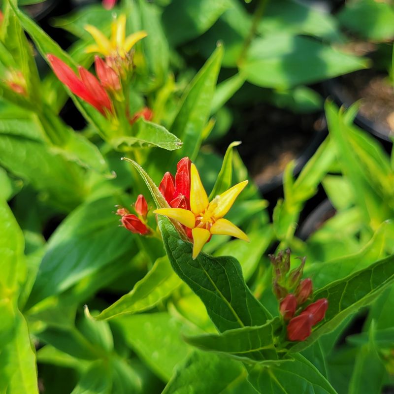 A close-up photo of the striking scarlet-red and yellow bloom of Spigelia marilandica 'Ragin Cajun' Indian Pink