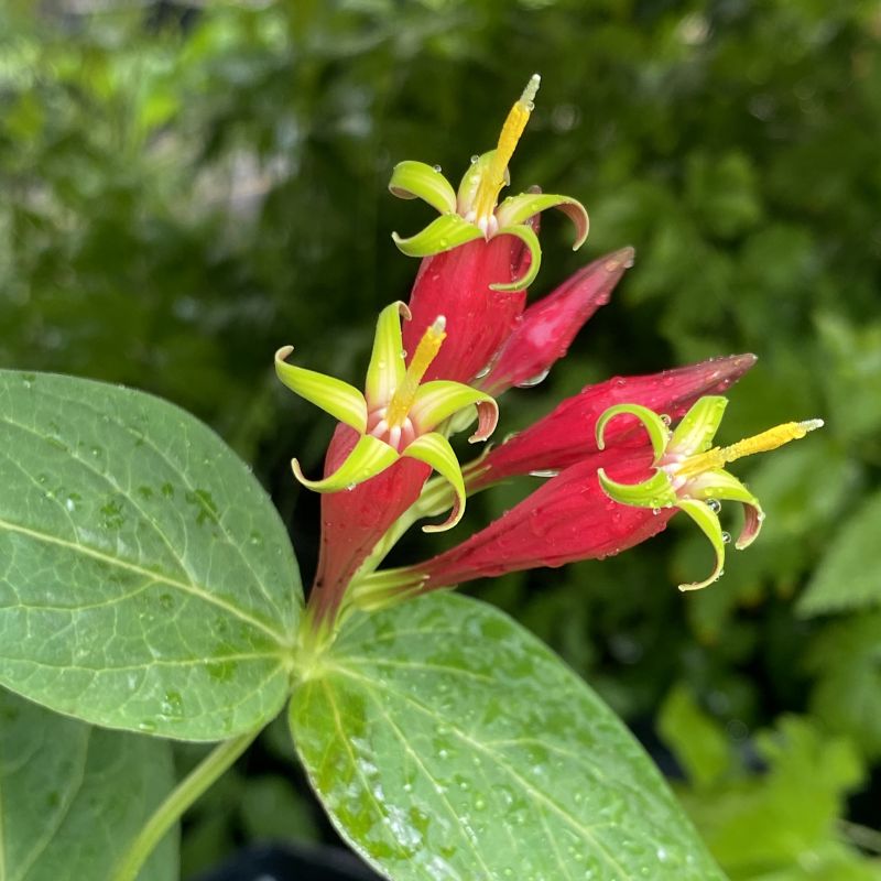 Red and yellow flowers of Spigelia marilandica against a blurred green background