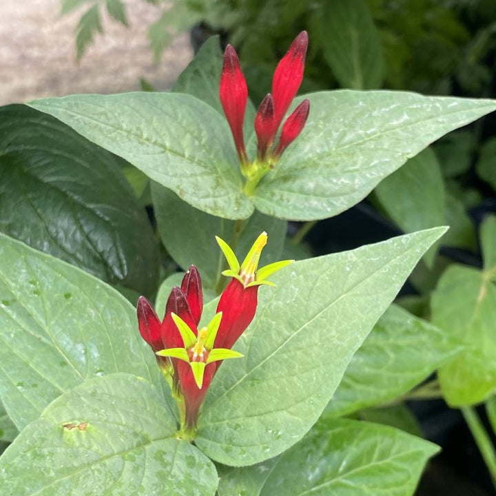 Red and yellow flowers of Spigelia marilandica