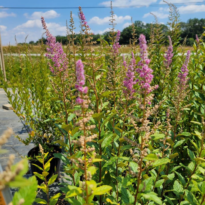 Upright stems and pink-purple flowers of Spiraea tomentosa (Steeplebush)