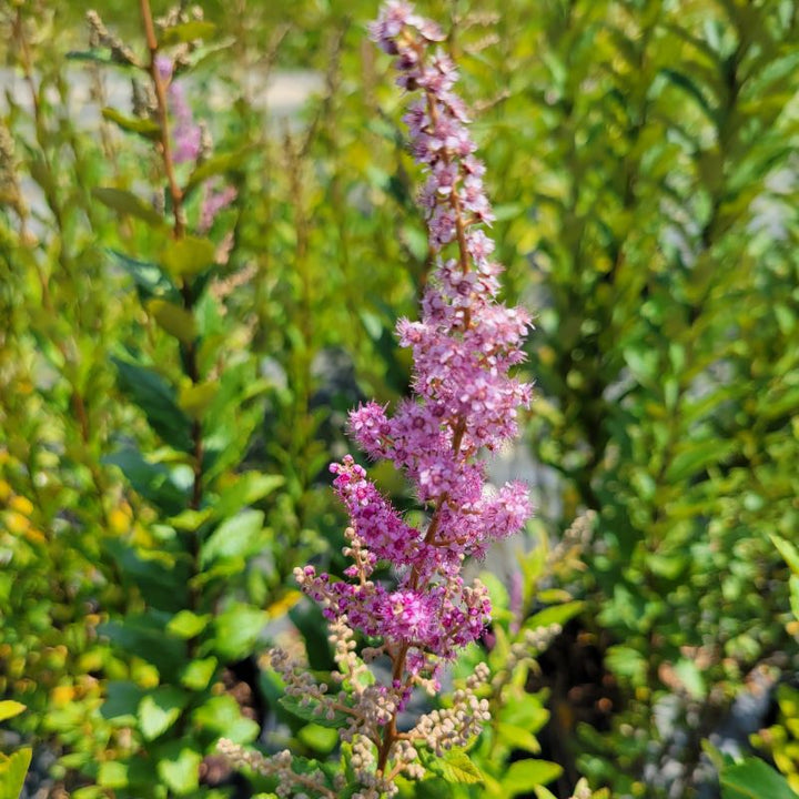 Close-up of the beautiful flower spikes of Spiraea tomentosa (Steeplebush) 