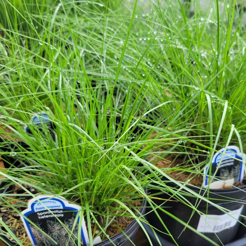Short, thin blades of Sporobolus heterolepis (Prairie Dropseed) grown in gallon-sized containers