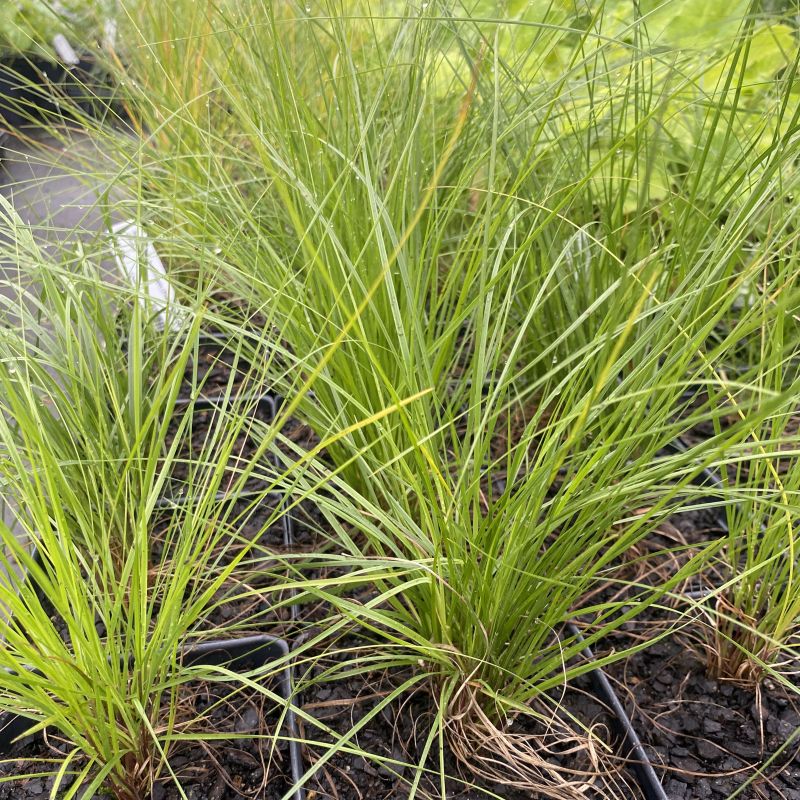 Fine green blades of Sporobolus heterolepis grown in quart containers in nursery