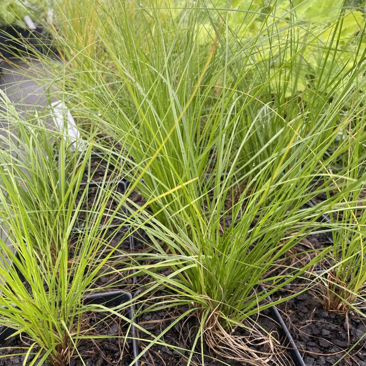 Fine green blades of Sporobolus heterolepis grown in quart containers in nursery