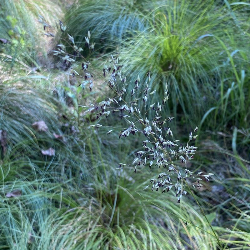 Sporobolus heterolepsis (Prairie dropseed) flower