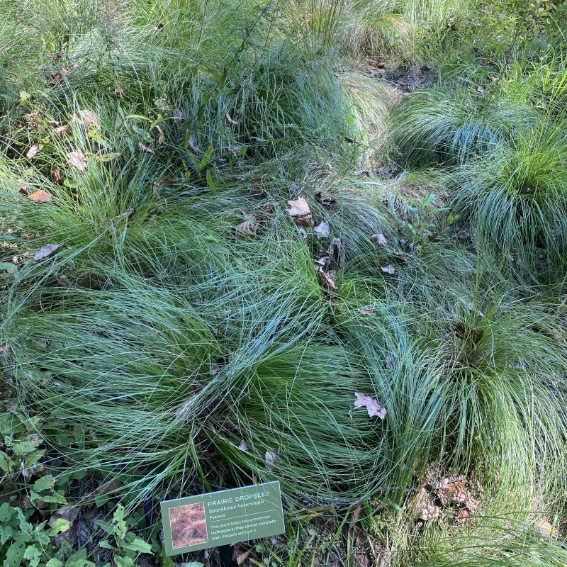 Sporobolus heterolepsis (Prairie dropseed) with sign at Mt Cuba