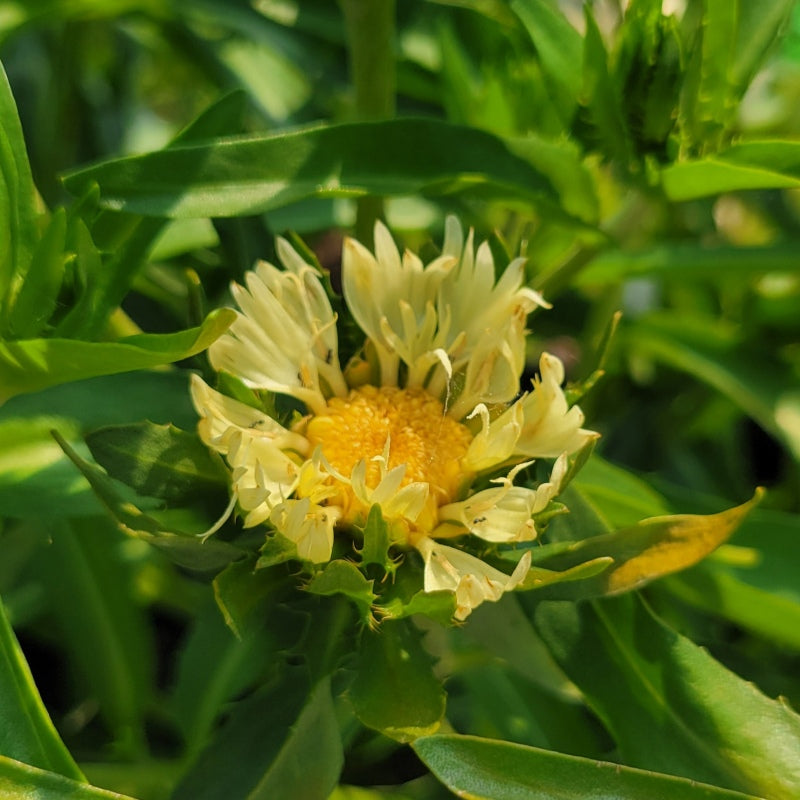 A close-up photo of the butter-yellow developing flower of Stokesia laevis 'Mary Gregory;