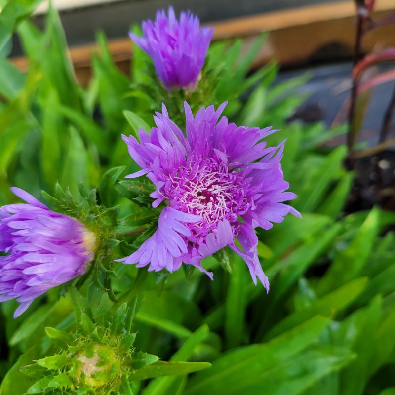 Young purple flower of Stokesia laevis (Stokes Aster)