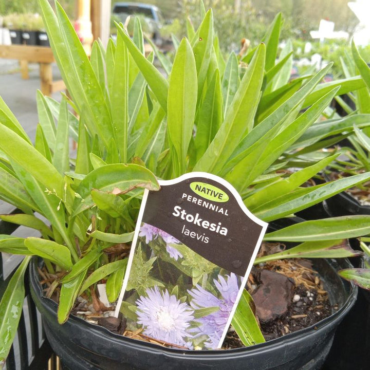 Young foliage of Stokesia laevis (Stokes Aster) grown in a gallon-sized pot.