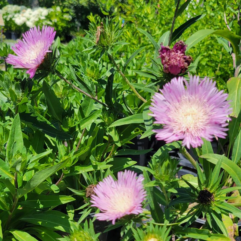 A photo of several large, white and lavender purple blooms on a mature specimen of Stokesia laevis 'Honeysong Purple' (Stoke's Aster)
