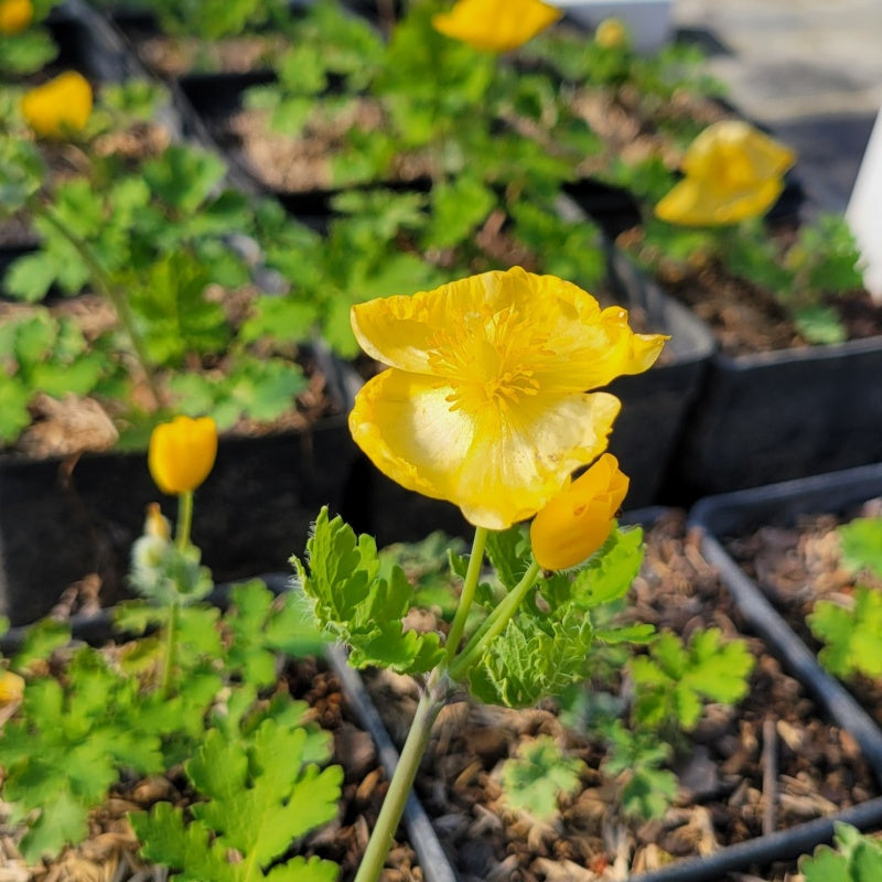 A close-up photo of the bright, sunny yellow flower of celandine poppy (Stylophorum diphyllum)