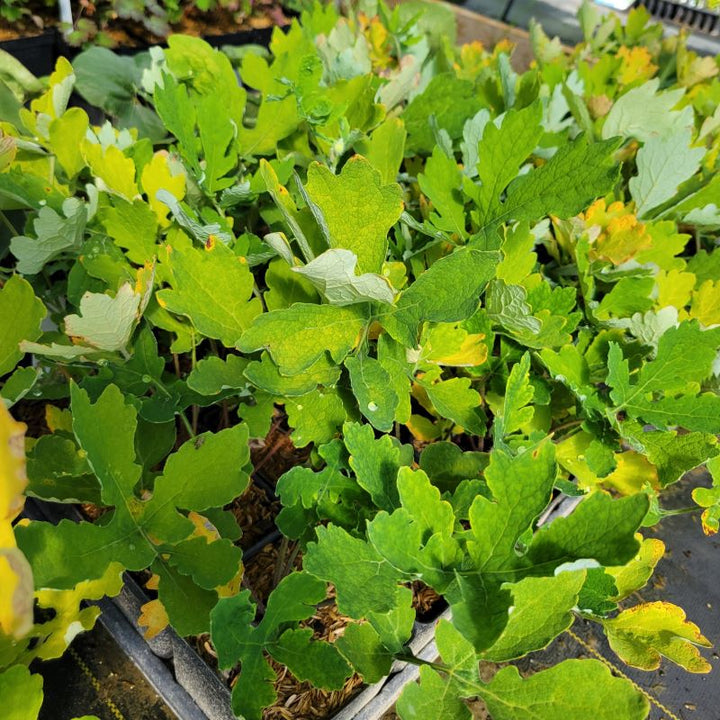 Unique foliage of Stylophorum diphyllum (Celandine Poppy) grown in quart-sized containers