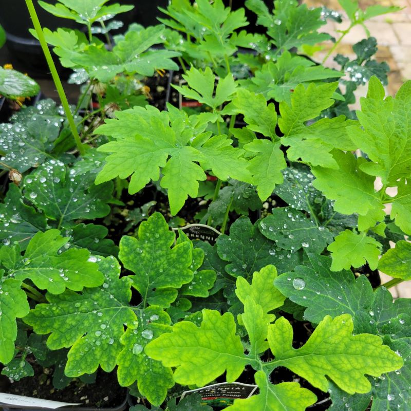 The green, multi-lobed foliage of Stylophorum diphyllum (Celandine Poppy) grown in quart-sized pots.