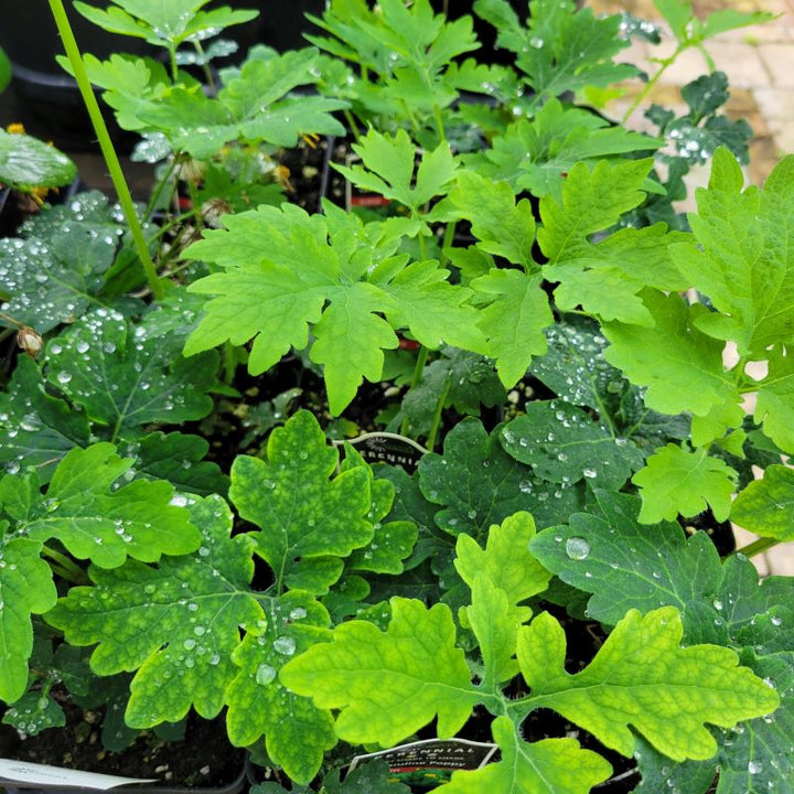 The green, multi-lobed foliage of Stylophorum diphyllum (Celandine Poppy) grown in quart-sized pots.