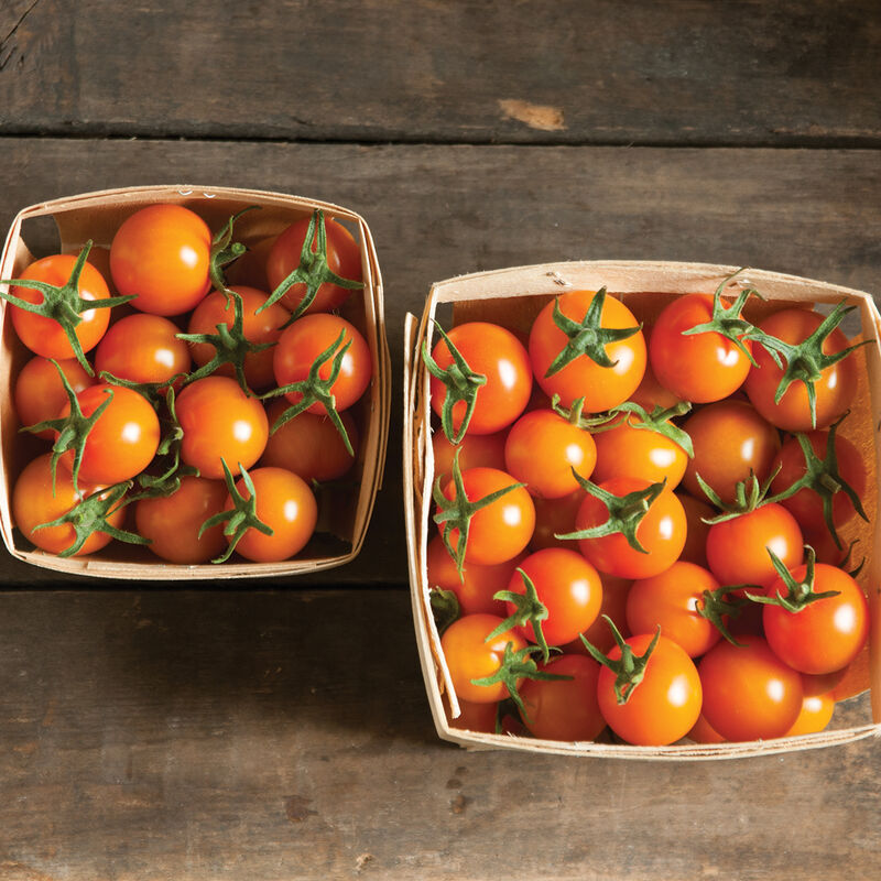 Two small baskets full of Sun Gold cherry tomatoes.