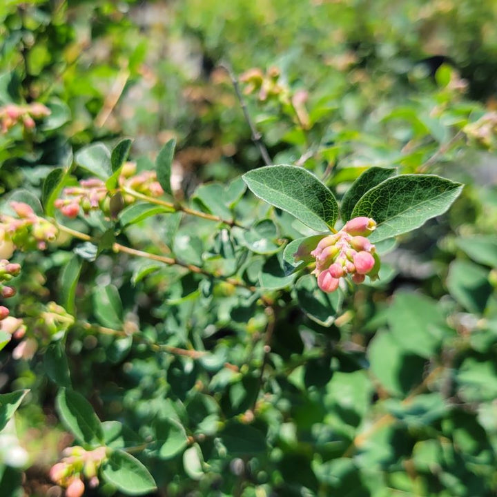 Close-up of the unique pink flowers of Symphoricarpos x Doorenbosii 'Kolmcan' First Editions® Candy™ (Coralberry)