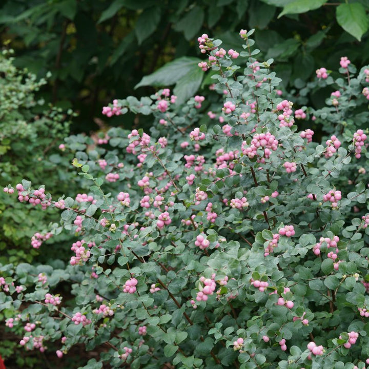 A photo of a mature Symphoricarpos 'Proud Berry beautyberry shrub with dark green leaves and light pink berries