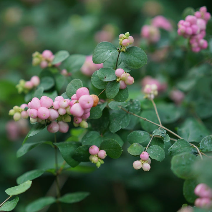 A close-up photo of the dark green rounded leaves and soft, pink berries of 'Proud Berry' beautyberry (Symphoricarpos)