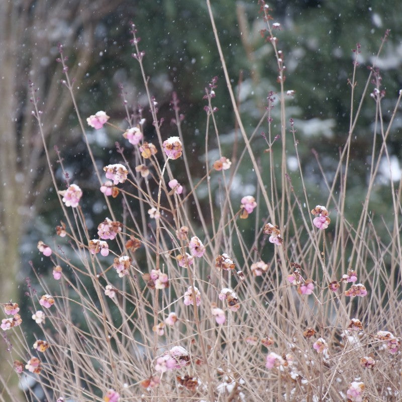 A photo of the bare branches and persistent pink berries of 'Proud Berry' beautyberry dusted with snow in winter
