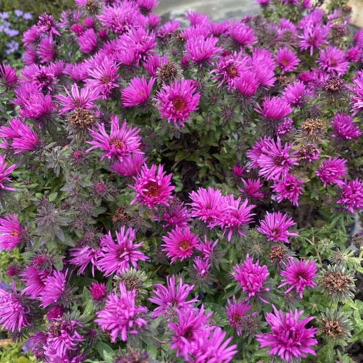 Symphyotrichum (Aster) novae-angliae 'Vibrant Dome' (New England Aster)