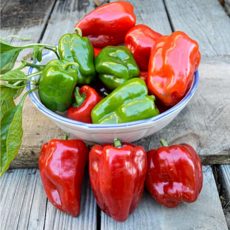 A bowl of red and green Taki's New Ace Bell Peppers.