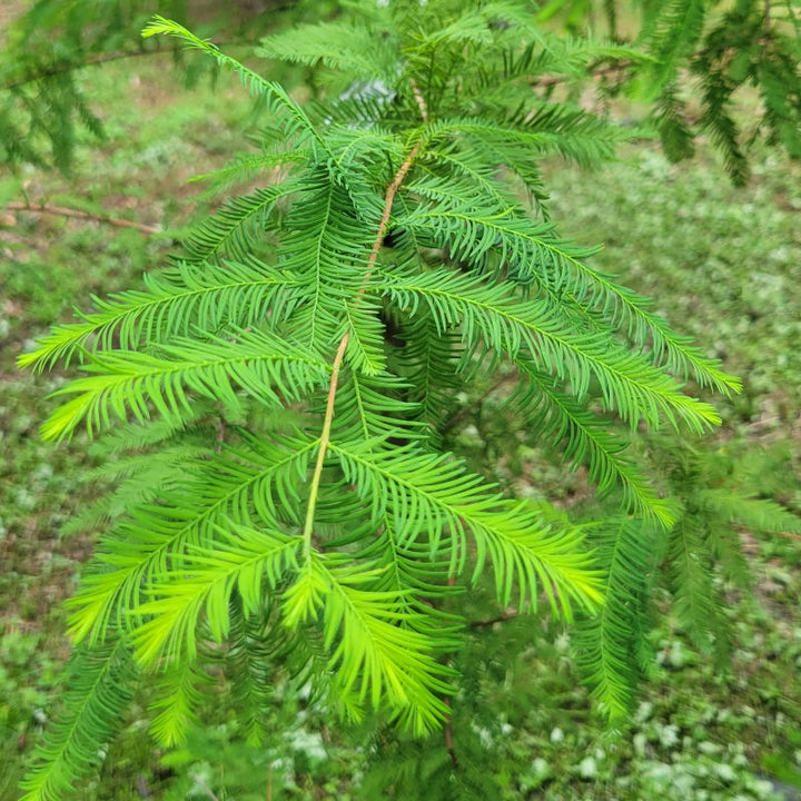 A close-up photo of the vibrant green, feathery foliage of bald cypress (Taxodium distichum)