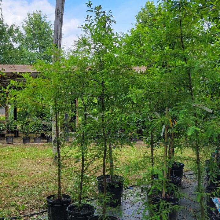 A photo showing the structure of several Taxodium distichum (bald cypress) in 7-gallon containers