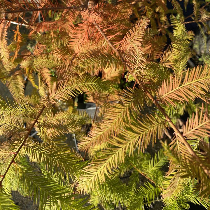 A close-up photo of the bronzey-orange fall foliage of Taxodium distichum (Bald Cypress).