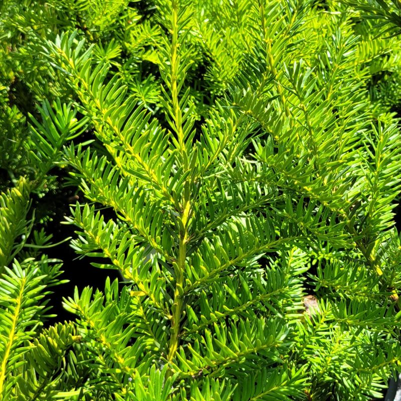 A close-up photo of the soft, vibrant green needle-like foliage of Taxus x media 'Densiformis' yew