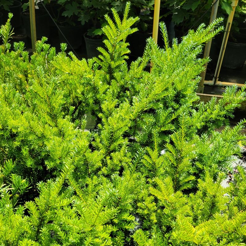 A photo of the dense, bushy habit of Taxus x media 'Densiformis' spreading yew