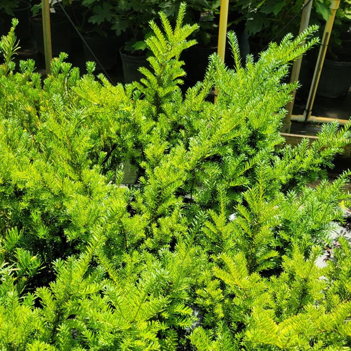 A photo of the dense, bushy habit of Taxus x media 'Densiformis' spreading yew
