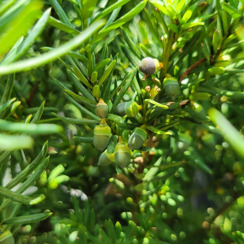 A close-up photo of the developing berry-like cones of Taxus x media 'Hicksii' yew