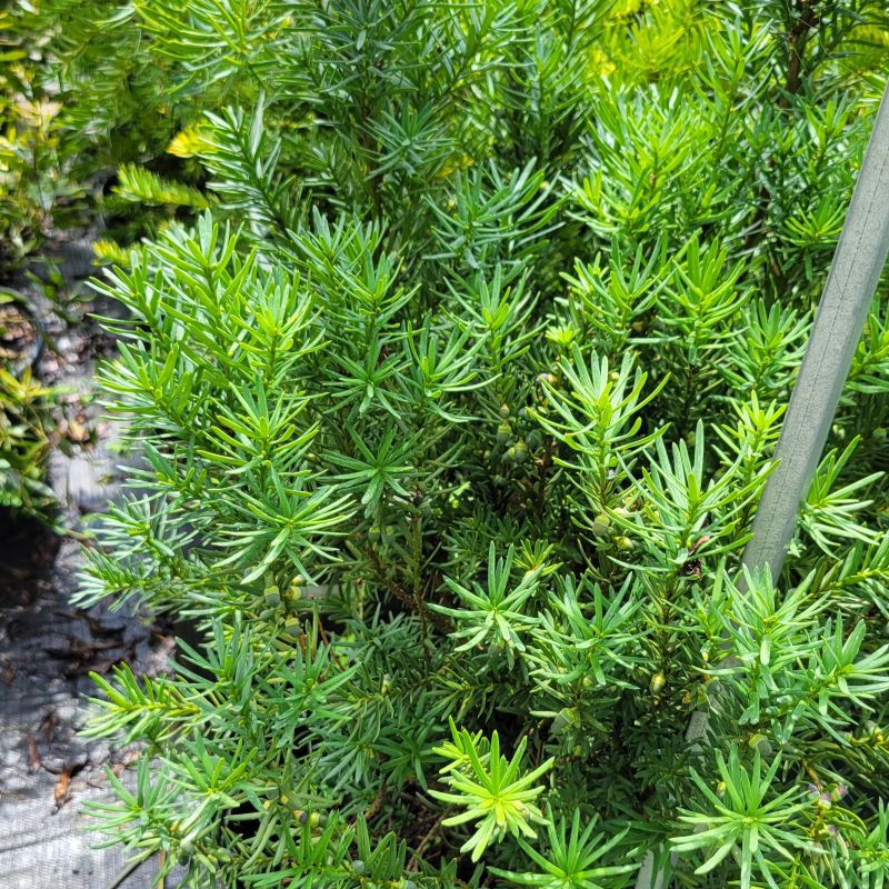 A photo of the upright branch structure and dark green, needle-like foliage of 'Hicksii' yew (Taxus x media)