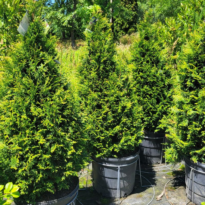 A collection of several semi-mature specimens of Thuja plicata 'Junior Giant' arborvitae trees, grown in 15-gallon containers