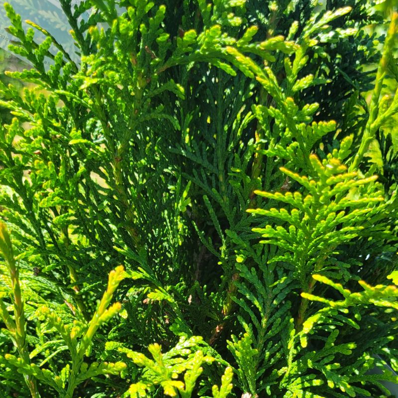 A close-up photo of the feathery, scaly green foliage of Thuja plicata 'Junior Giant' (Western Arborvitae)