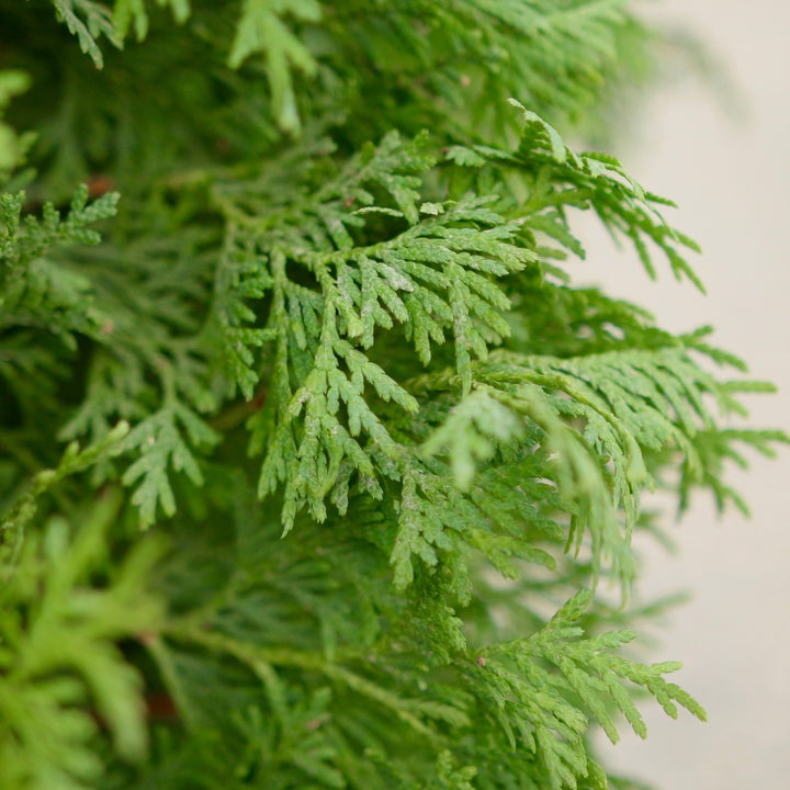 A close-up photo of the feathery, scaly green foliage of Thuja 'North Pole' arborvitae