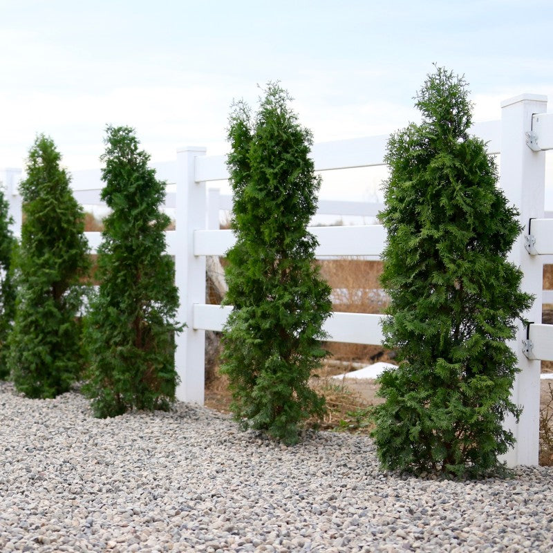 A photo of several fairly mature specimens of Thuja 'North Pole' arborvitae along a fenceline
