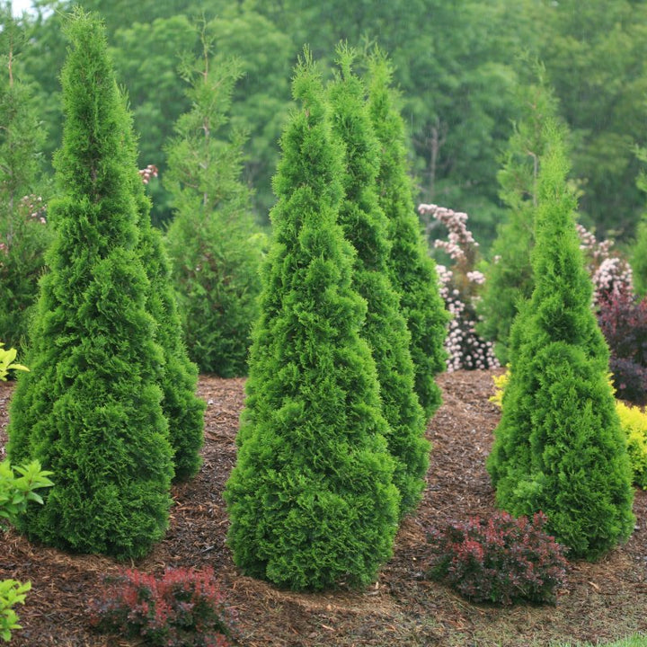 A photo of several mature specimens of Thuja 'North Pole' arborvitae in-situ in a mulched garden bed