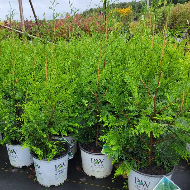 Thuja plicata Spring Grove® (Arborvitae) grown in 3-gallon containers here at Unity Nursery